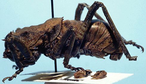 CollectionObject 1522277; 1e99c931-352d-455d-bb4e-a47f71718261: male (holotype). (CollectionObject).