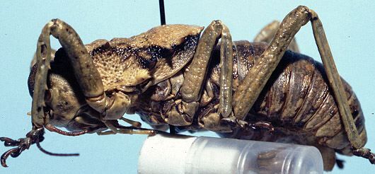 CollectionObject 1522278; 08ef9e00-fb18-491a-840f-b0eeed1bafd1: male (holotype). (CollectionObject).