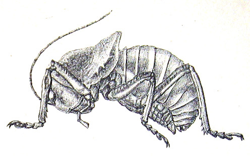 Gymnoproctus abortivus (Serville, 1838): Pl. II, 2. male habitus. (Otu).