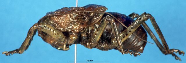 CollectionObject 1568033; 0dc5a6da-1203-438d-8c7f-9b973ddae1bb: male, lateral view (paratype). (CollectionObject).