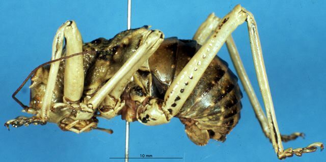 CollectionObject 1475458; b12a5578-b985-4463-9c13-bad7d10ad350: male, lateral view (syntype of Acanthoproctus elaphos). (CollectionObject).