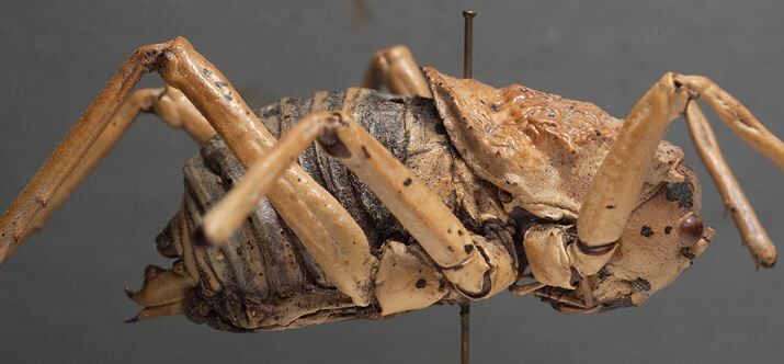 CollectionObject 1505707; 3801bf89-e8df-4030-bfb0-c4ccf55b4933: female, lateral view (holotype of Acanthoproctus ibex). (CollectionObject).