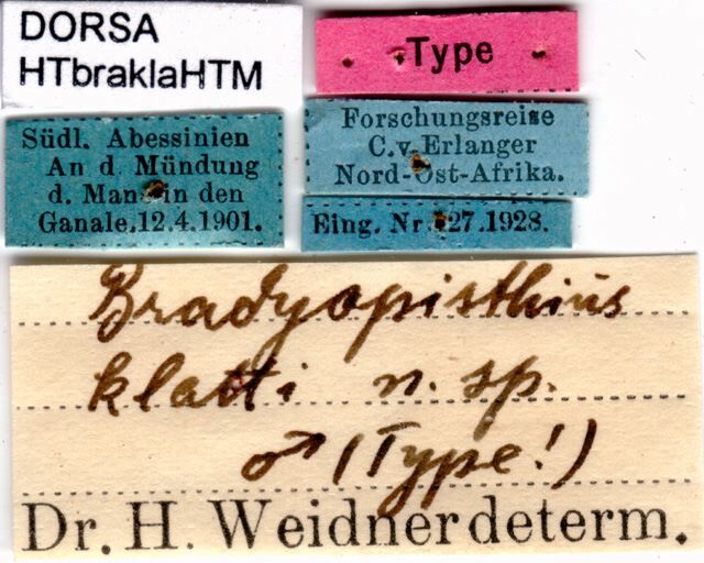 CollectionObject 1506968; d2013deb-85c1-497a-a994-37b6f3d0801a: labels (holotype). (CollectionObject).