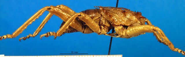 CollectionObject 1500683; f00fefb3-fb01-4fc3-9e5a-c451618bb9e4: male, lateral view (syntype). (CollectionObject).