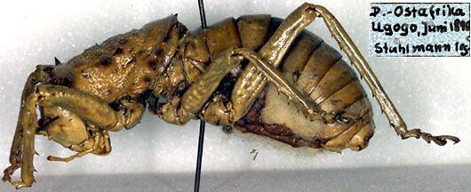 CollectionObject 1500684; 915b9357-074f-4478-9741-79e70d2b82d0: male, lateral view (syntype). (CollectionObject).