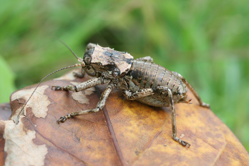 Spalacomimus talpa (Gerstaecker, 1869): female (Kidia, Kilmanjaro, southern slopes, 1430 m). (Otu).