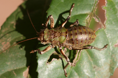 Spalacomimus verruciferus (Karsch, 1887): 2011. male (Kilimanjaro, savanna on eastern slopes). (Otu).