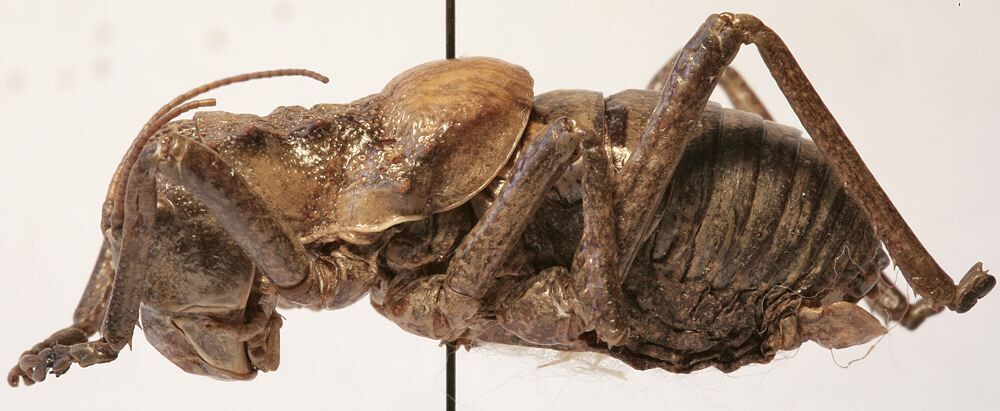 Eugasteroides inermis (Uvarov, 1934): male habitus, lateral view (allotype). (Otu).