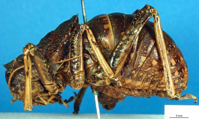 CollectionObject 1500343; 9263a386-5593-43ca-a9a4-cf429633fd1f: male, lateral view (lectotype). (CollectionObject).