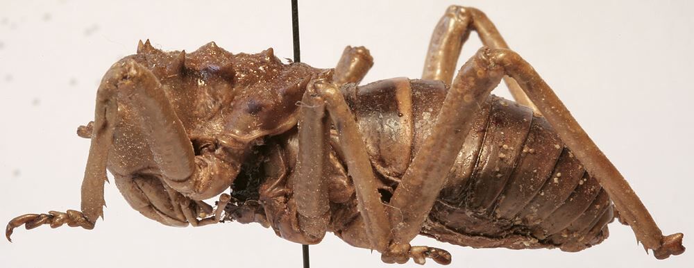 CollectionObject 1539677; 6cd26f6c-7f89-4f59-be46-92b223288f80: male habitus, lateral view (holotype). (CollectionObject).