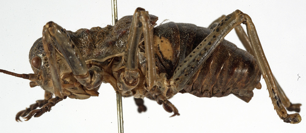 CollectionObject 1529681; 0a8d8bab-2343-4cc9-a359-32a162d2fdf5: male, lateral view (holotype of Eugaster aereus). (CollectionObject).