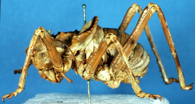 CollectionObject 1565158; 19b07b93-d1cd-4b8a-83ed-87077fa634ab: male, lateral view (paratype). (CollectionObject).