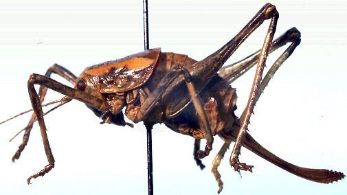 Africariola longicauda Naskrecki, 1996: female, lateral view (holotype). (Otu).
