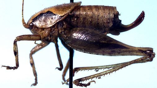 Acilacris (Aroegas) dilatatus (Naskrecki, 1996): female, lateral view (paratype). (Otu).