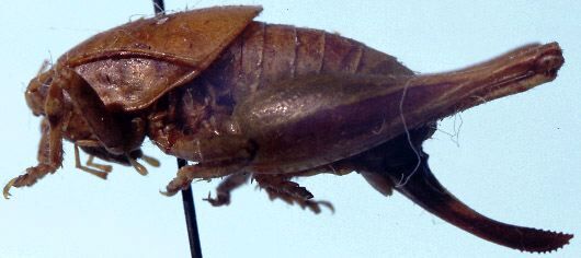 Acilacris (Aroegas) fuscus (Naskrecki, 1996): female, lateral view (allotype). (Otu).