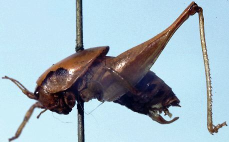 CollectionObject 1504896; c457ce59-a676-4bb6-94dc-9cf4919cdd65: male, lateral view (holotype). (CollectionObject).