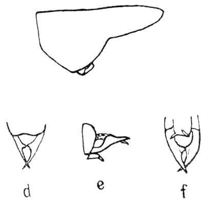Alloteratura (Meconemopsis) borellii (Karny, 1924): Pg.134, Fig. 53. pronotum, male abdomen tip dorsal (d), lateral (e), ventral (f) views. (Otu).