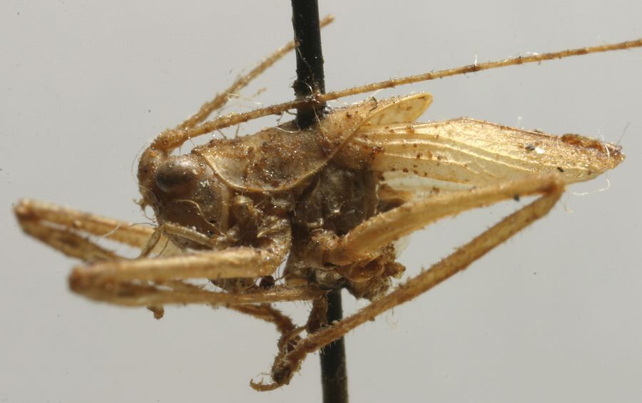 CollectionObject 1535065; 8f588282-f026-4610-acad-e2b77ced5f52: male, lateral view (holotype). (CollectionObject).