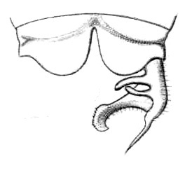 Nicephora (Nicephora) trigonidioides Bolívar, 1900: Fig. 14. male abdomen tip and right cercus, dorsal view. (Otu).