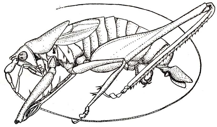 Chandozhinskia hastaticercus (Tinkham, 1936): Pl. 18, Fig. 1 (after holotype). male (body length 8 mm). (Otu).