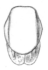 Thaumaspis (Thaumaspis) trigonurus Bolívar, 1900: Fig. 11. female pronotum, dorsal view (length 3.8 mm). (Otu).