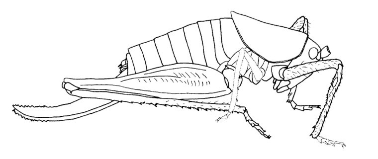 Cyrtaspis tuberculata Barranco, 2005: Fig. 1 (reproduced with permission). female, lateral view (total length 11 mm, pronotum 4.1 mm, hind femora 8.9 mm, ovipositor 6.8 mm). (Otu).