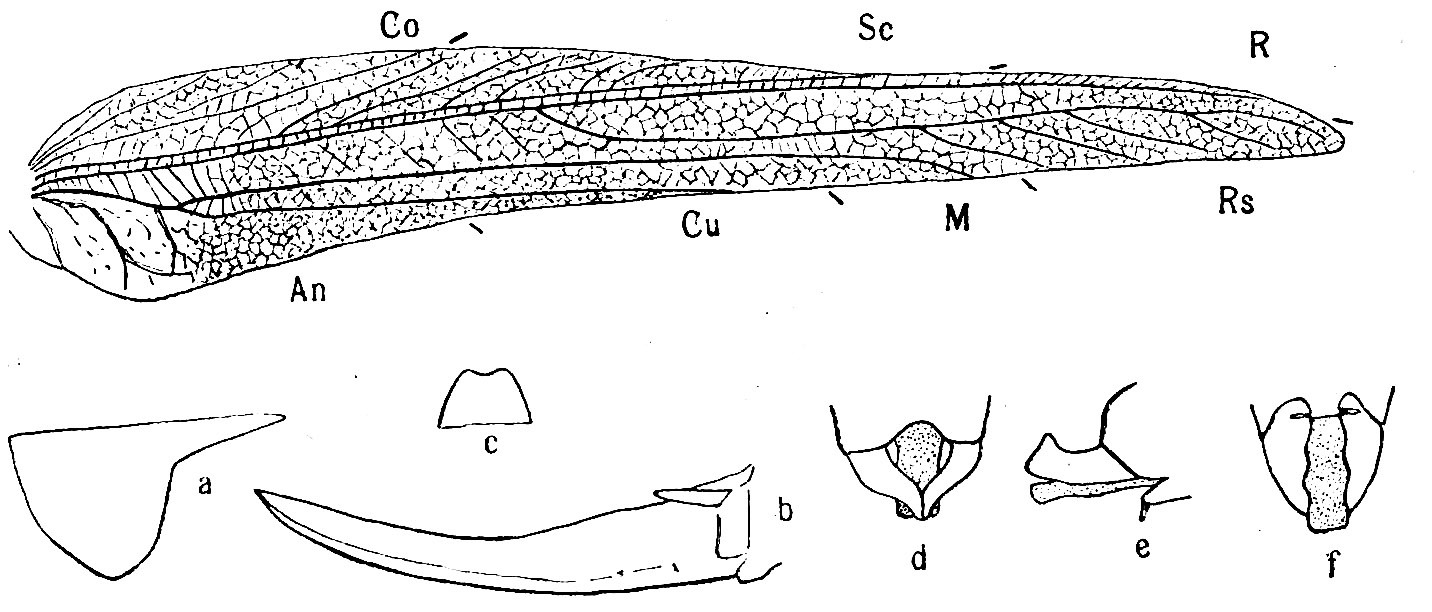 Alloteratura (Alloteratura) gigliotosi (Karny, 1924): Pg. 132, Fig. 51. tegmen, pronotum (a), ovipositor (b), female subgenital plate ventral view(c), male abdomen tip dorsal (d), lateral (e), ventral (f) ,view. (Otu).
