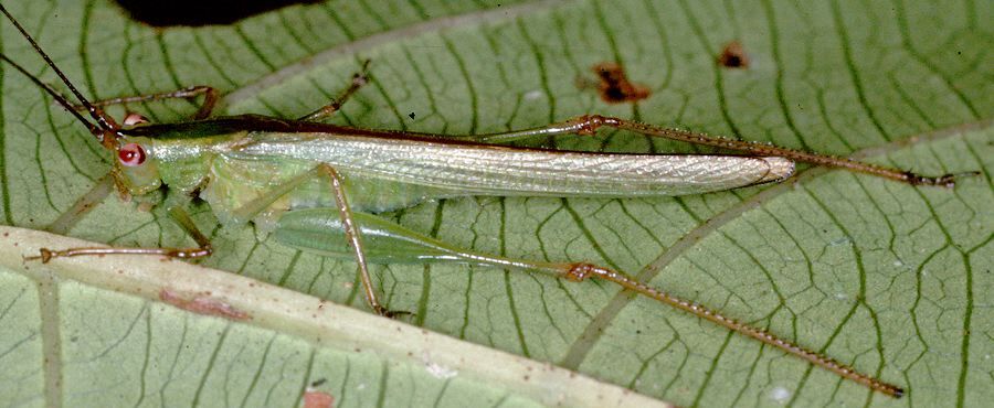 Alloteratura (Meconemopsis) karnyi Kästner, 1932: 2003. female, lateral view. (Otu).