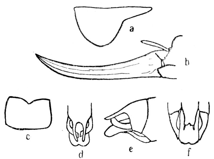 Alloteratura (Alloteratura) keyica (Karny, 1924): Pg. 129, Fig. 48. pronotum (a), ovipositor (b), female subgenital plate ventral view (c), male abdomen tip dorsal (d), lateral (e) ventral (f) views. (Otu).