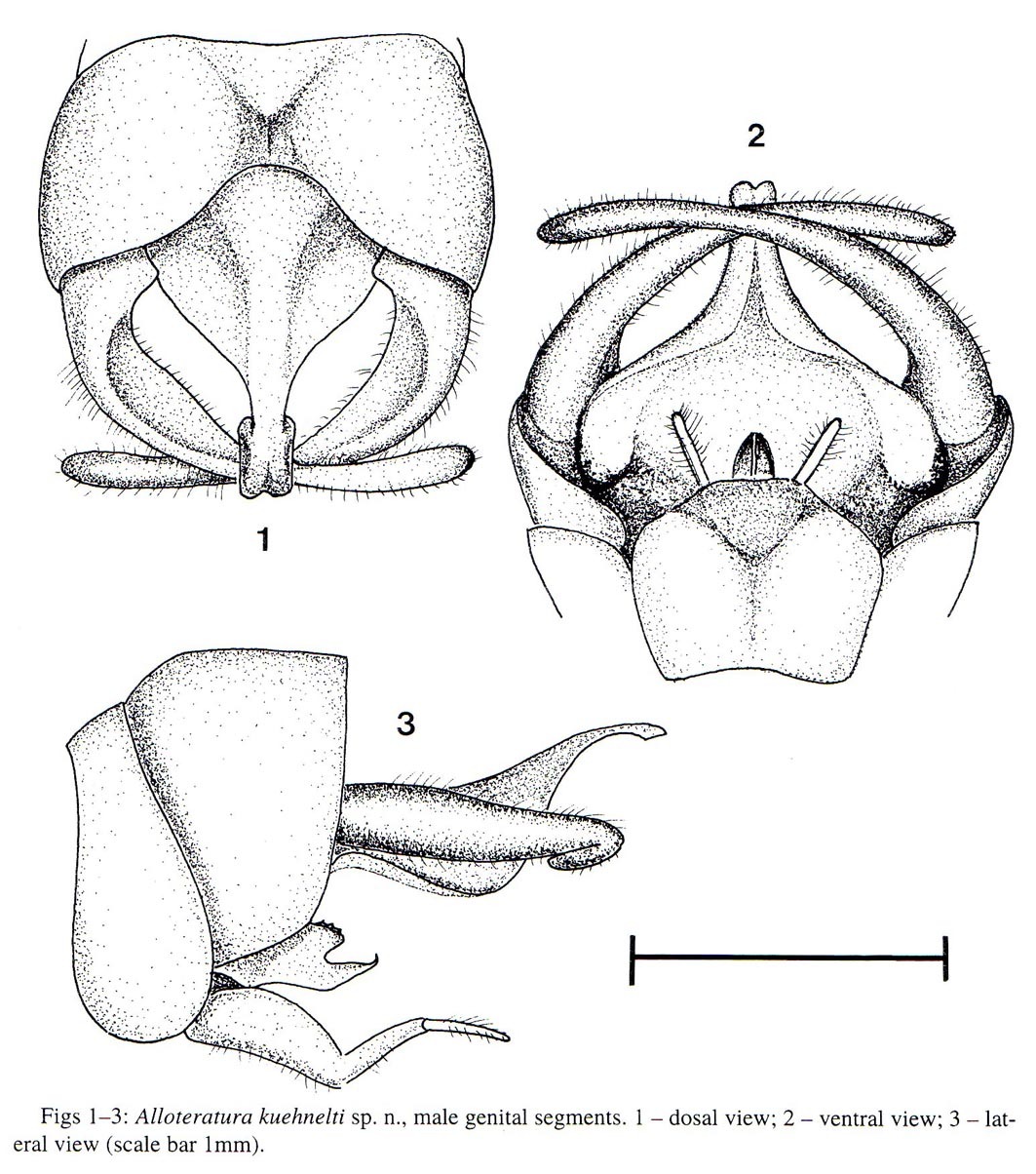 Alloteratura (Alloteratura) kuehnelti Sänger & Helfert, 1996: Figs. 1-3 (reproduced with permission). male genital segments. (Otu).