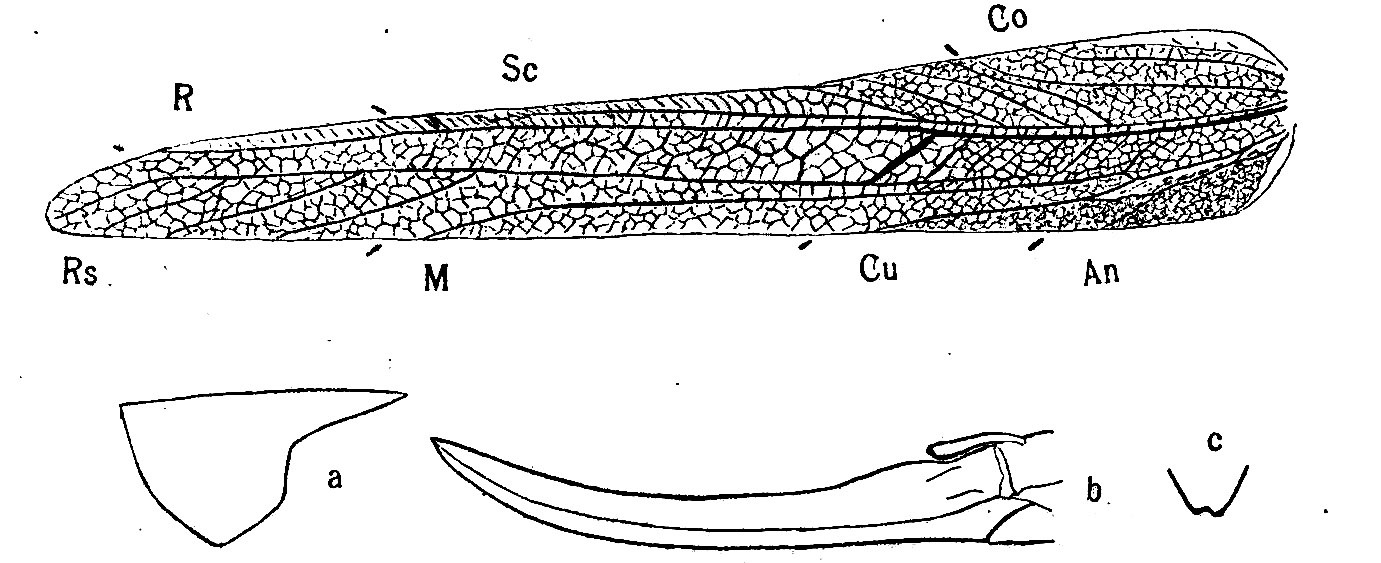 Alloteratura (Alloteratura) longicauda (Karny, 1924): Pg.130, Fig. 49. tegmen, pronotum (a), ovipositor (b), female subgenital plate ventral view (c). (Otu).