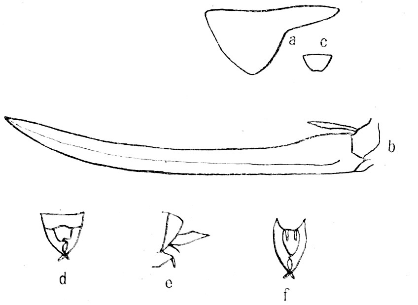 Alloteratura (Meconemopsis) nigrigutta (Karny, 1924): Pg.127, Fig. 47. pronotum (a), ovipositor (b), female subgenital plate ventral view (c), male abdomen tip dorsal (a), lateral (e), ventral (f) views. (Otu).