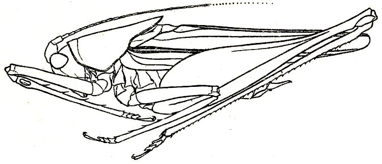 Alloteratura (Alloteratura) penangica Hebard, 1922: Pl. XIX, Fig. 1 (type). male habitus (body length 8.7 mm, pronotum 3.8 mm, tegmen 9.2 mm, hind femur 9.2 mm). (Otu).