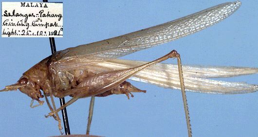 CollectionObject 1516952; 2c7050f9-4cab-413d-a3b7-8b2bef86cdaf: male, lateral view (holotype). (CollectionObject).