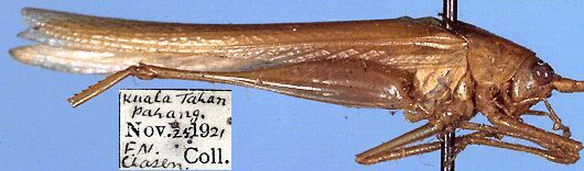 CollectionObject 1516956; 169e8ea7-417b-4e10-8066-b69df1a9b307: male, lateral view (holotype). (CollectionObject).