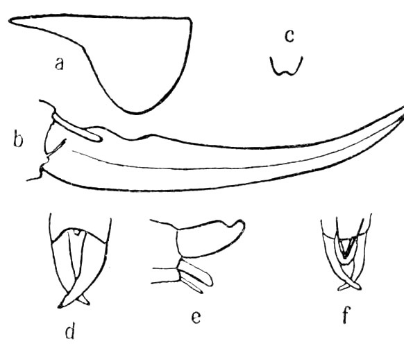 Alloteratura (Alloteratura) werneri (Karny, 1924): Pg. 133, Fig. 52. pronotum (a), ovipositor (b), female subgenital plate ventral view (c), male abdomen tip dorsal (d), lateral (e), ventral (f) views. (Otu).