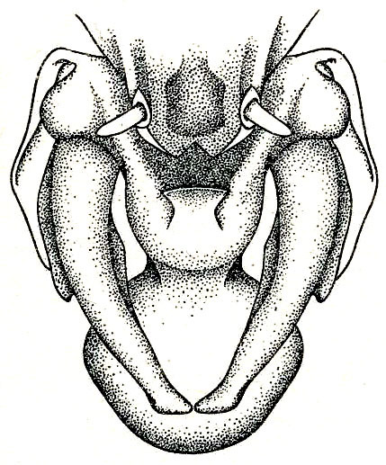 Alloteratura (Alloteratura) xiphidiopsis (Karny, 1920): Pl. XIX, Fig. 6 (topotype, Mt. Makiling, Luzon). male abdomen tip, ventral view. (Otu).