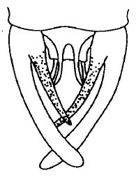 Decma (Decma) tristis Gorochov & Kang, 2005: Fig. 5. male abdomen tip, dorsal view. (Otu).