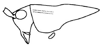 Decma (Neodecma) bispinosum Liu & Zhou, 2007: Fig. 8 (reproduced with permission). head and pronotum, lateral view. (Otu).
