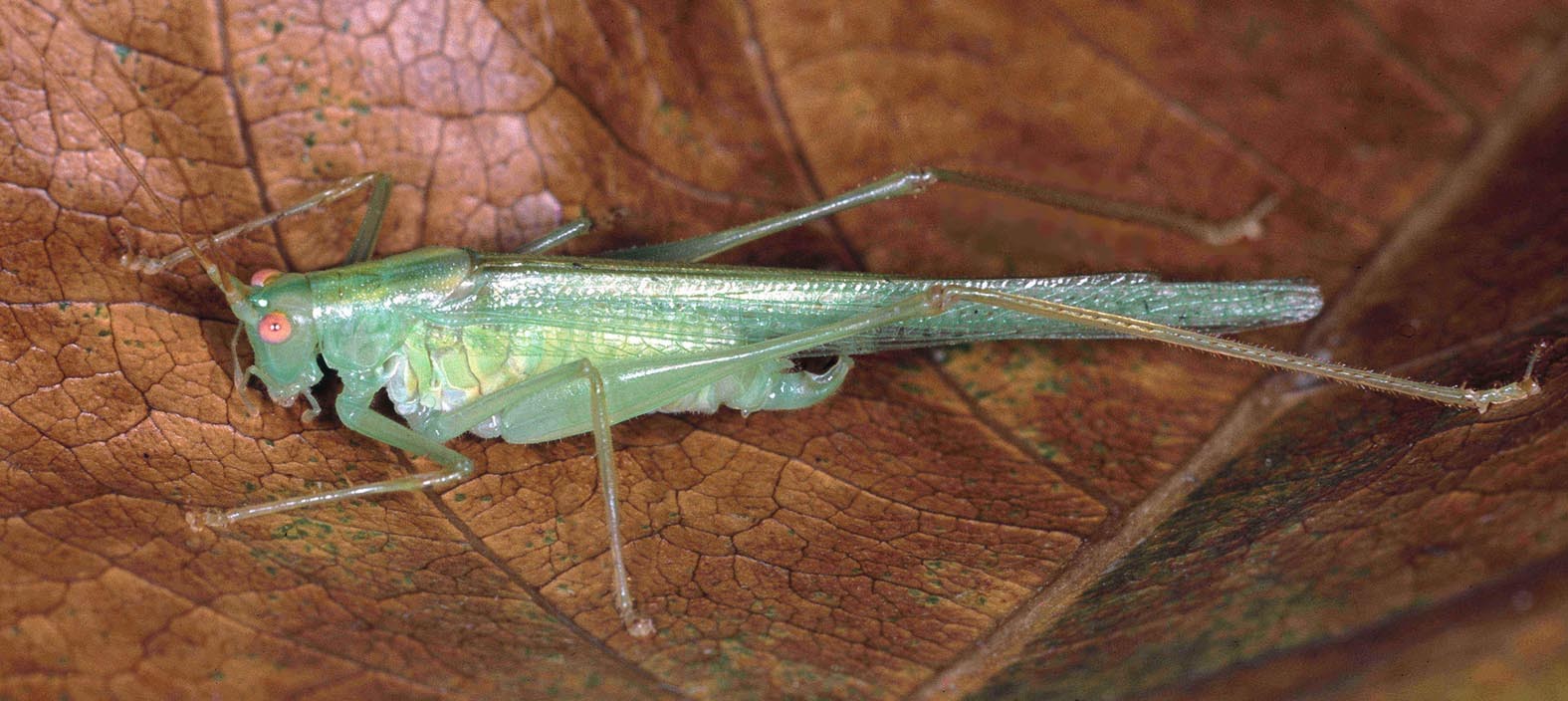 Kuzicus (Kuzicus) aspercaudatus Sänger & Helfert, 2006: male. (Otu).