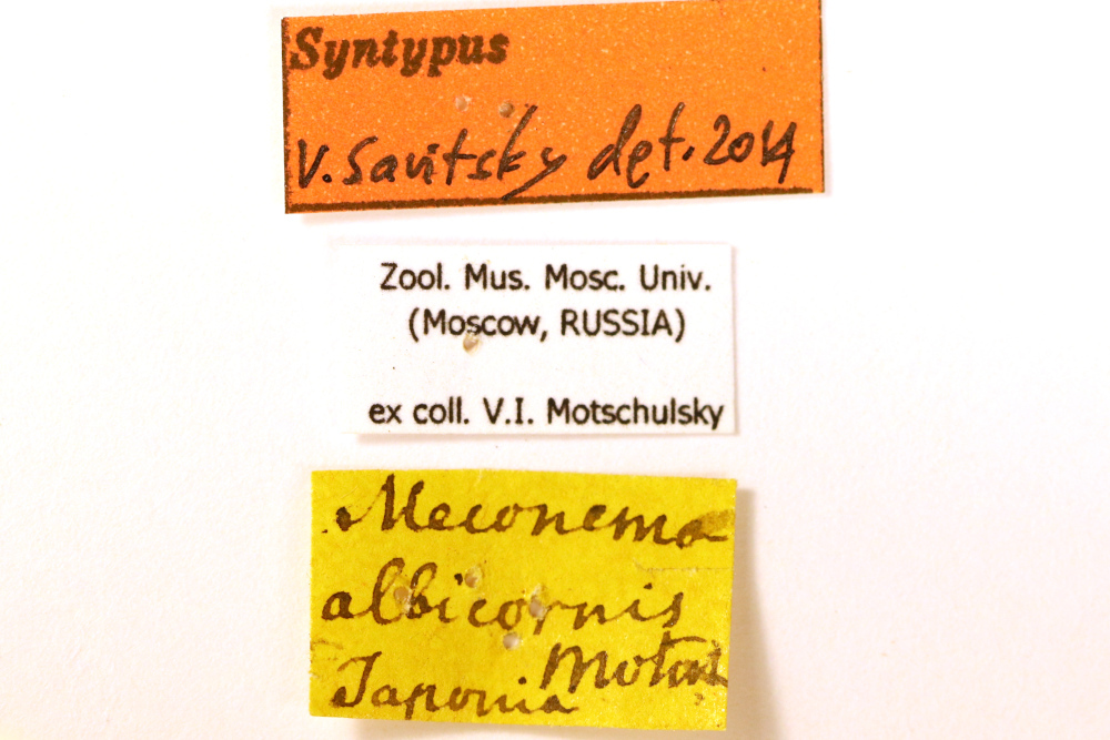 CollectionObject 1475516; 51a5c1db-6ae0-4195-b546-d853cd45e9d1: labels (syntype of Meconema albicorne). (CollectionObject).