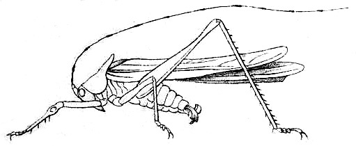 Teratura monstrosa Redtenbacher, 1891: Pl. IV, Fig. 79 a. male habitus (testaceous; pronotum length 5 mm, tegmina 22.4 mm, hind femora 12.3 mm). (Otu).