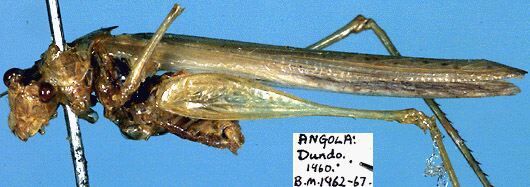 Xiphidiola (Deinodiola) dispersa (Beier, 1965): male, lateral view (paratype). (Otu).