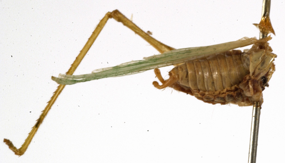 CollectionObject 1529689; 1f8dad55-5277-4b57-b0de-3335ab837f7c: male abdomen, lateral view (holotype). (CollectionObject).