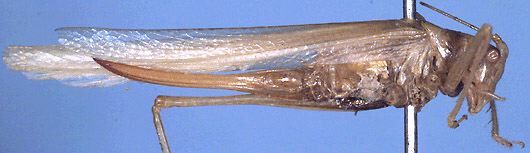 CollectionObject 1516984; db723d28-d1a6-4a34-ab5e-26ffba942515: female, lateral view (holotype). (CollectionObject).