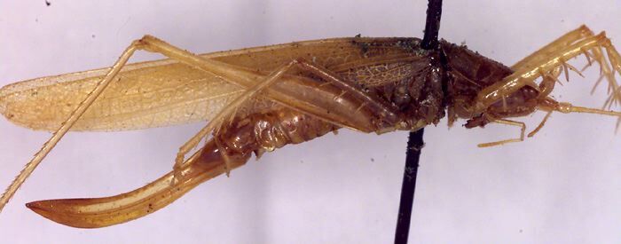 CollectionObject 1593728; 45471150-ee84-4e26-9da5-378b595ec11a: female, lateral view (paratype). (CollectionObject).