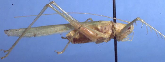 CollectionObject 1504219; 796de1d4-cc1a-49ec-a8aa-a95613e88760: male habitus, lateral view (holotype). (CollectionObject).