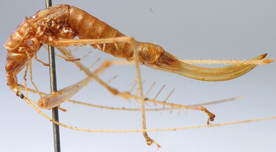 CollectionObject 1517468; 35978b85-1549-432b-afc1-329715a0bc46: female habitus, lateral view (holotype). (CollectionObject).
