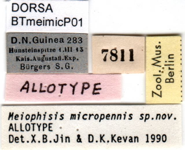 Meiophisis micropennis Jin, 1992: female labels (allotype). (Otu).