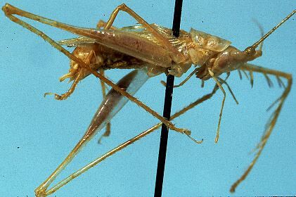 Oceaniphisis (Curtipenna) kororensis Kevan, 1992: male (holotype). (Otu).